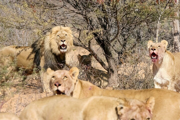 lion and lionesses after the hunt. pride of lions in the shade of trees. Africa.