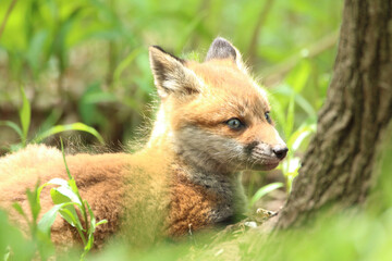 きつね　子ぎつね　キツネ　狐　キタキツネ　子狐　きたきつね　可愛い　かわいい　日本　北海道　