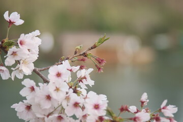 桜と日本の四季