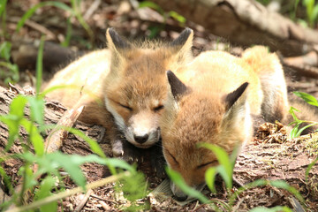 Fototapeta premium きつね 子ぎつね キツネ 狐 キタキツネ 子狐 きたきつね 可愛い かわいい 日本 北海道 