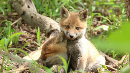 きつね　子ぎつね　キツネ　狐　キタキツネ　子狐　きたきつね　可愛い　かわいい　日本　北海道　