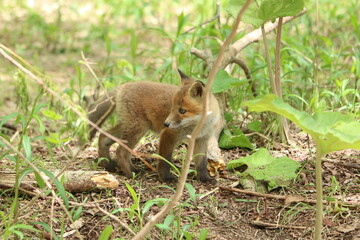 きつね　子ぎつね　キツネ　狐　キタキツネ　子狐　きたきつね　可愛い　かわいい　日本　北海道　