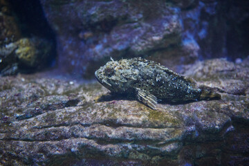 small scorpion fish swims on the bottom