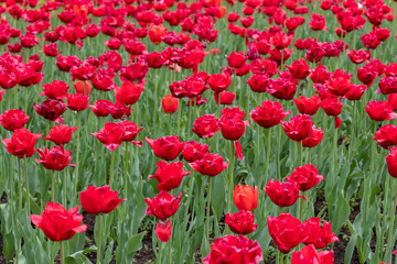 Obraz na płótnie Canvas flower bed with red tulips
