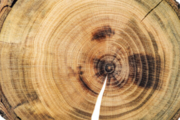 Growth rings and cracks on an old tree