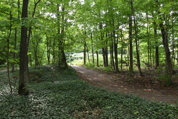 A trail in a deciduous forest, Montmagmy, Québec, Canada