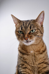 Close up portrait of a serious cat. Muzzle of a cute tabby cat. Selective focus. The muzzle of a brown domestic cat on a white background. 