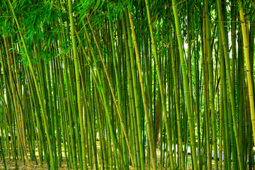 Obraz na płótnie Canvas Bamboo thickets in the park, green background with tropical bamboo