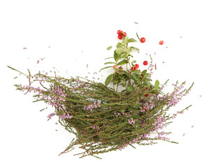 Naklejka premium Forest plants Lingonberry and Calluna isolated on white background. Arrangement of wild forest flowers Heather or Ling and twigs with berries.
