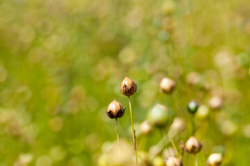 green flax ready for harvesting