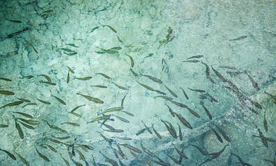 fresh fish  swimming in clean water