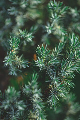 Evergreen juniper background. Photo of bush with green needles	