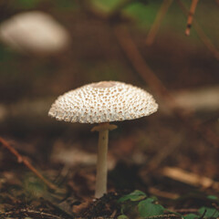  Umbrella mushroom Leucoagaricus nympharum in a pine forest