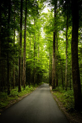 Obraz premium Road Through Forest