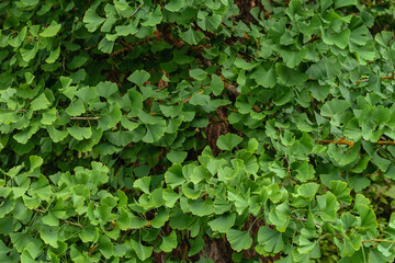 Ginkgo biloba tree green foliage