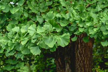 Ginkgo biloba tree green foliage