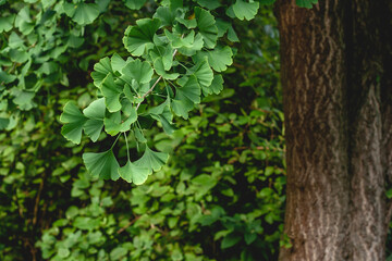 Ginkgo biloba tree green foliage