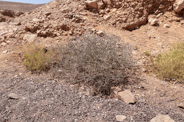 Stone  hillside with rare bushes in a nature reserve near Eilat city - Red Canyon, in southern Israel