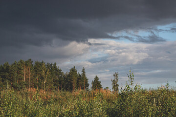 Pine trees forest wirh green firs on dark blue cloudy sky. Stormy bad weather in forest