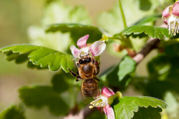 blooming gooseberries in the summer
