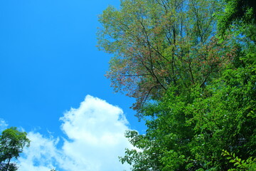 夏のイメージ（青空、白い雲と森の木々）