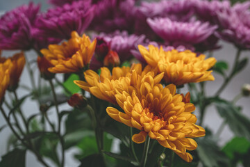 Colorful chrysanthemum flowers bloom in flower garden or greenhouse. Beautiful chrysanthemum bouquet top side view	