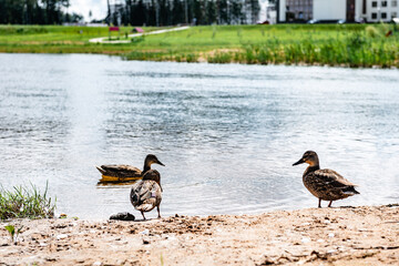 Ducks walking and swimming in water along beach with sand.