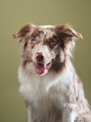 the dog with open mouth. expressive marble Border Collie. funny pet in studio on green 
