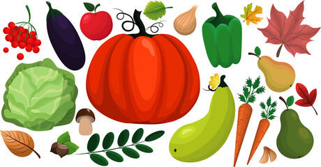 Fresh garden produce and harvested fruits/vegetables. A set of autumn elements: leaves, fruits and vegetables. Vector isolated illustration