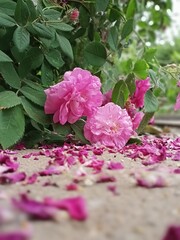 Pink rosehip flowers and fallen petals