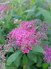 Fototapeta premium Small inflorescences of pink color on a green background of leaves in summer