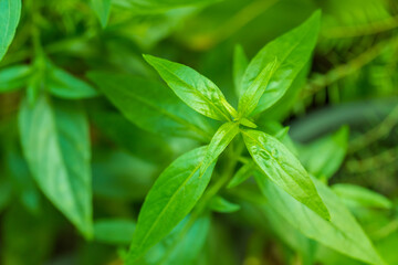 fresh Thai herbal medicine herbs organic plant leaves Andrographis paniculata ( king of bitter,...