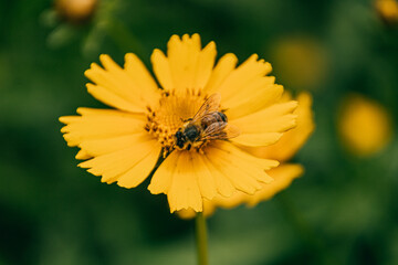 bee on flower