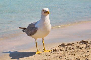 Seagull on the tropical sandy beach in Crete.