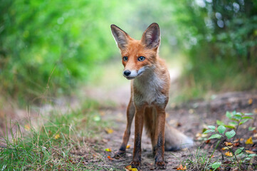 Naklejka na ściany i meble Portrait of a red fox Vulpes vulpes on a beautiful background