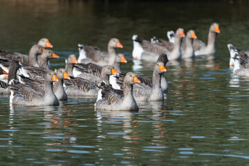 Obraz premium A flock of domestic geese on the river on a hot sunny summer day. Domestic geese swim in the river