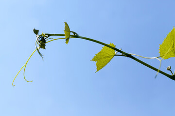green leaves of grapes in the spring season