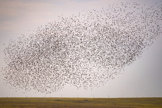 Flying birds. Silhouettes of birds. Against the sky. Bird species, Common starling. Sturnus vulgaris