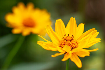 Close-up of beautiful yellow flowers
