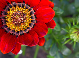 one red gerbera on a flower bed close-up