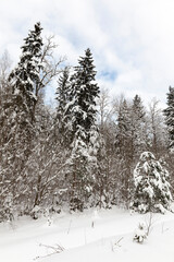 winter season of the year in the forest