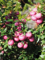 Obraz premium Ashikaga Flower Park in Autumn