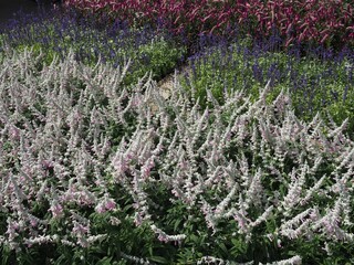Obraz premium Ashikaga Flower Park in Autumn
