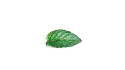 Fototapeta na wymiar Fresh mint leaves on a white background.