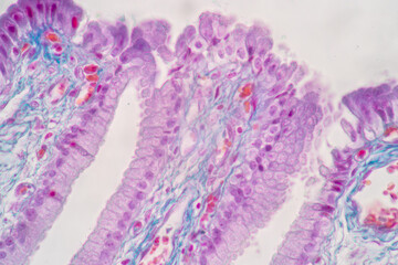 Characteristics of Columnar epithellum cell (Cell structure) of human under microscope view for education in laboratory.
