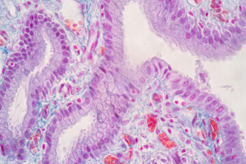 Characteristics of Columnar epithellum cell (Cell structure) of human under microscope view for...