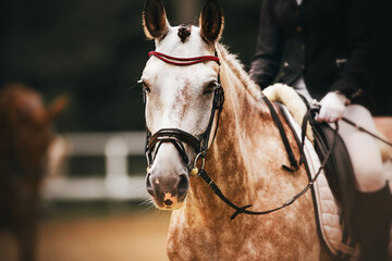 Portrait of a beautiful dappled gray horse with a rider in the saddle, which performs at dressage...