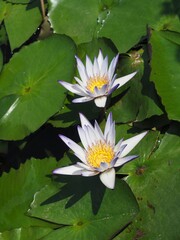 Ashikaga Flower Park in Autumn