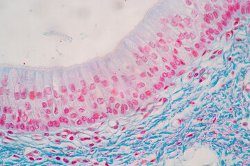 Characteristics of Columnar epithellum cell (Cell structure) of human under microscope view for education in laboratory.
