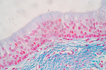 Characteristics of Columnar epithellum cell (Cell structure) of human under microscope view for education in laboratory.
